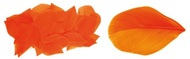 Pierka 3g - 3. ORANŽOVÉ