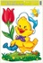 1. KURA S TULIPÁNOM